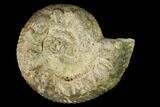 Bathonian Ammonite Fossil - France #152732-1